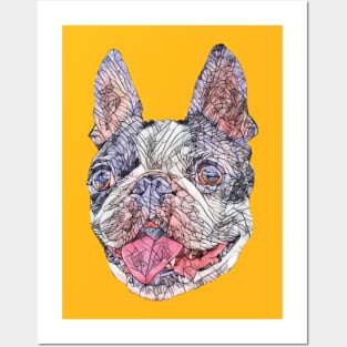 Boston Bull Terrier Posters and Art